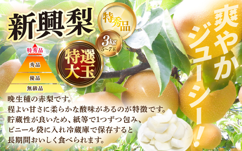 【先行予約】定期便 ≪3回お届け≫ 旬のフルーツ定期便 全3回 赤肉パリスメロン・シャインマスカット・新興梨【2026年7月以降順次発送予定】 [aw077-b005]