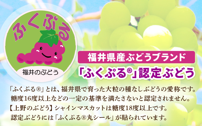 【先行予約】定期便 ≪3回お届け≫ 旬のフルーツ定期便 全3回 赤肉パリスメロン・シャインマスカット・新興梨【2026年7月以降順次発送予定】 [aw077-b005]