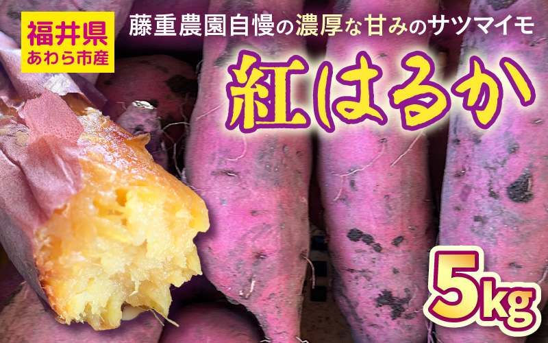 【先行予約】福井県あわら市産 藤重農園自慢の濃厚な甘みのサツマイモ 紅はるか 5kg / さつまいも 紅はるか べにはるか さつま芋 国産 土付き 芋 産地直送 熟成 サツマイモ ※2026年11月中旬以降順次発送 [aw083-a002]
