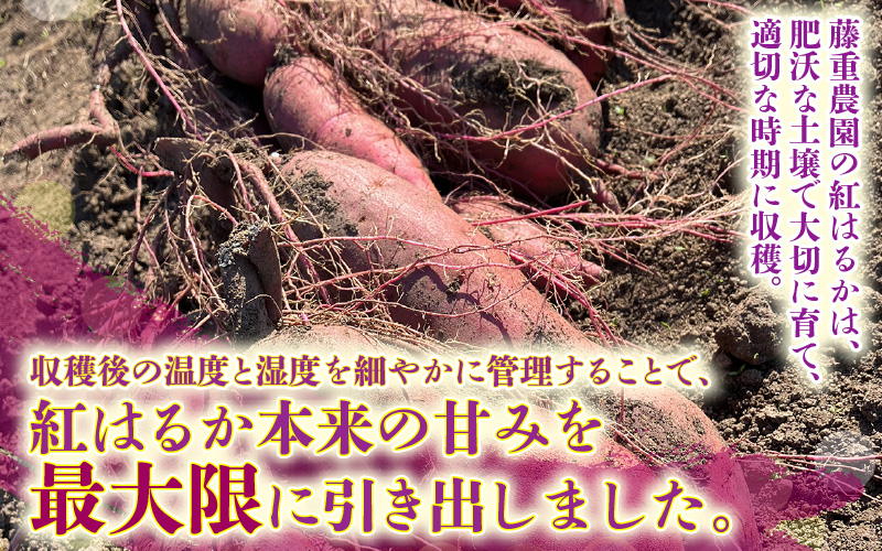 【先行予約】福井県あわら市産 藤重農園自慢の濃厚な甘みのサツマイモ 紅はるか 5kg / さつまいも 紅はるか べにはるか さつま芋 国産 土付き 芋 産地直送 熟成 サツマイモ ※2026年11月中旬以降順次発送 [aw083-a002]