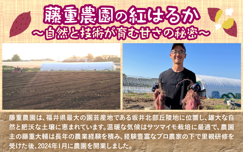 【先行予約】福井県あわら市産 藤重農園自慢の濃厚な甘みのサツマイモ 紅はるか 5kg / さつまいも 紅はるか べにはるか さつま芋 国産 土付き 芋 産地直送 熟成 サツマイモ ※2026年11月中旬以降順次発送 [aw083-a002]