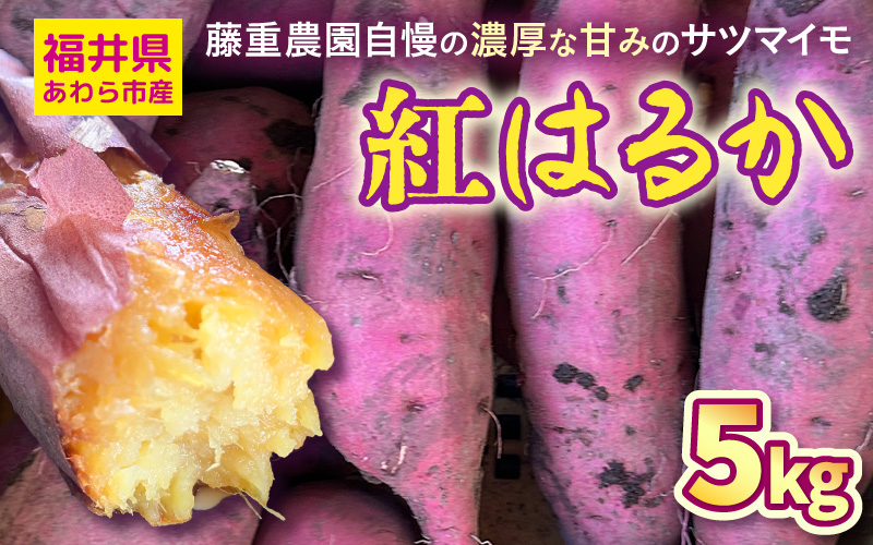 【先行予約】福井県あわら市産 藤重農園自慢の濃厚な甘みのサツマイモ 紅はるか 5kg / さつまいも 紅はるか べにはるか さつま芋 国産 土付き 芋 産地直送 熟成 サツマイモ ※2026年11月中旬以降順次発送 [aw083-a002]