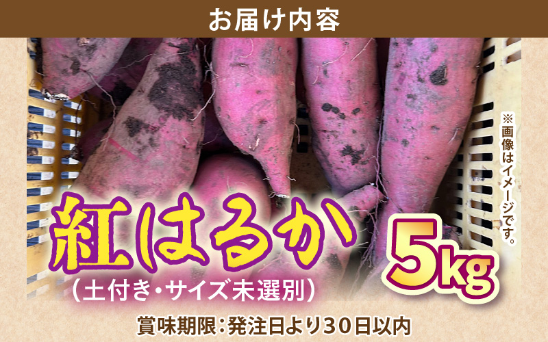 【先行予約】福井県あわら市産 藤重農園自慢の濃厚な甘みのサツマイモ 紅はるか 5kg / さつまいも 紅はるか べにはるか さつま芋 国産 土付き 芋 産地直送 熟成 サツマイモ ※2026年11月中旬以降順次発送 [aw083-a002]
