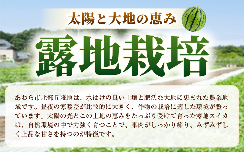 【先行予約】藤重農園の露地スイカ 羅皇ザ・スイート １玉（約7kg）※2027年7月中旬以降順次発送 [aw083-a004]