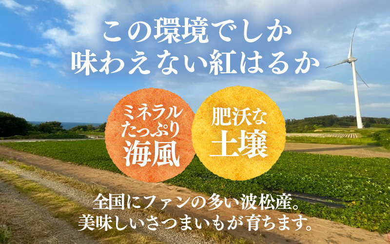 【先行予約】あわら市波松産 紅はるか 3kg / 厳選 不揃い さつまいも 土付き 熟成 焼き芋 福井県 薩摩芋 密芋 スイートポテト しっとり ほっくり 自然のスイーツ 極甘 農研機構許諾済 メディアで人気 腸活 ※2026年10月上旬以降順次発送予定 [aw084-a001]