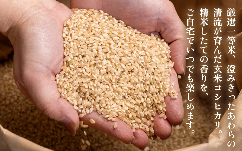 【先行予約】【令和8年産】コシヒカリ 玄米 20kg / 米 こしひかり コシヒカリ 福井県 一等米 玄米 あわら市 福井県 コスパ ※2026年9月下旬より順次発送予定 [aw096-d004]
