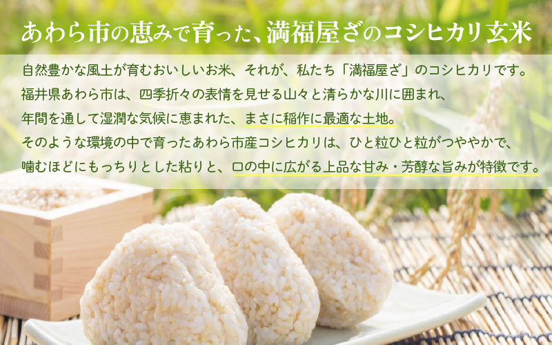 【先行予約】【令和8年産】コシヒカリ 玄米 20kg / 米 こしひかり コシヒカリ 福井県 一等米 玄米 あわら市 福井県 コスパ ※2026年9月下旬より順次発送予定 [aw096-d004]