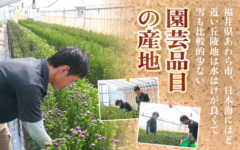 【先行予約】花農家直送 新鮮な切花【秋】 / 生花 お花 旬の花束 豊かな生活 花のある生活 15本程度 2種 季節 花 ※2026年9月中旬以降発送予定 [aw099-a003]
