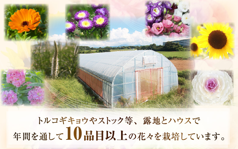 【先行予約】花農家直送 新鮮な切花【冬】 / 生花 お花 旬の花束 豊かな生活 花のある生活 15本程度 2種 季節 花 ※2026年12月下旬以降発送予定 [aw099-a004]
