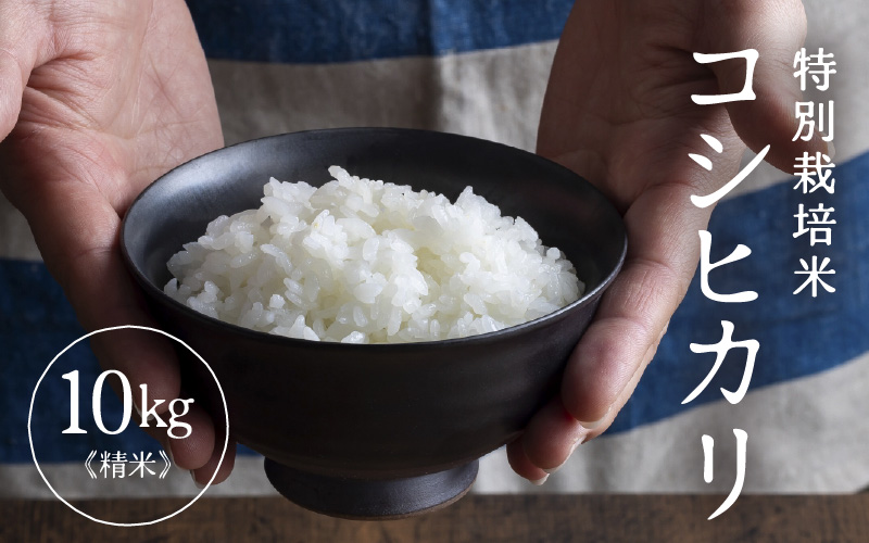 【先行予約】【令和8年産】 特別栽培米 コシヒカリ 精米 10kg×1袋（計10kg）※2026年9月下旬より順次発送 [aw121-b005]