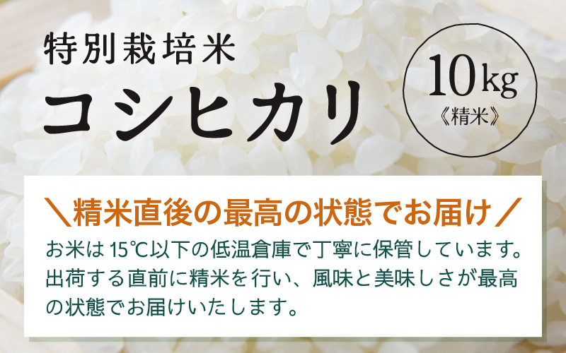 【先行予約】【令和8年産】 特別栽培米 コシヒカリ 精米 10kg×1袋（計10kg）※2026年9月下旬より順次発送 [aw121-b005]