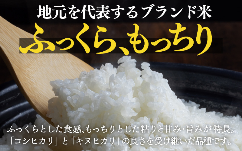 令和7年産 あきさかり　無洗米 10kg × 1袋（計10kg） ／ 米 10キロ 福井県産 ブランド米 あきさかり ご飯 白米 新鮮 高品質米 [aw121-a003]