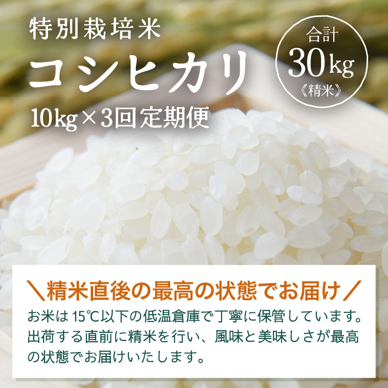 【先行予約】【令和8年産】定期便 ≪3ヶ月連続お届け≫ 令和7年産 特別栽培米 コシヒカリ 精米 10kg×3回（計30kg）※2026年10月上旬より順次発送 [aw121-f002]