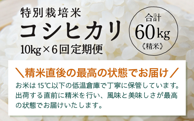 【先行予約】【令和8年産】定期便 ≪6ヶ月連続お届け≫ 特別栽培米 コシヒカリ 精米 10kg×6回（計60kg）※2026年10月上旬より順次発送 [aw121-k002]