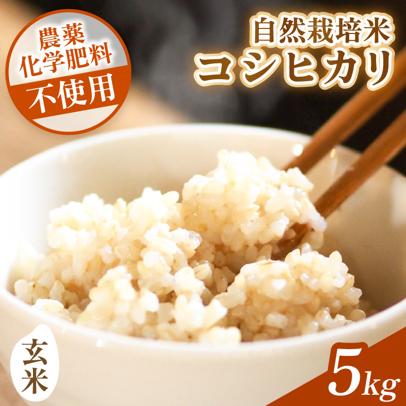 【先行予約】【令和8年産】コシヒカリ 玄米 5kg 化学肥料 農薬不使用 自然栽培米 / 北陸 福井県産 あわら市 ブランド米 玄米 お米 コメ ※2026年10月上旬以降順次発送予定 [aw138-b001]