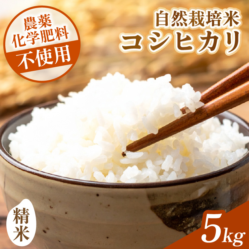 【先行予約】【令和8年産】コシヒカリ 精米 5kg 化学肥料 農薬不使用 自然栽培米 / 北陸 福井県産 あわら市 ブランド米 白米 お米 コメ ※2026年10月上旬以降順次発送予定 [aw138-b002]