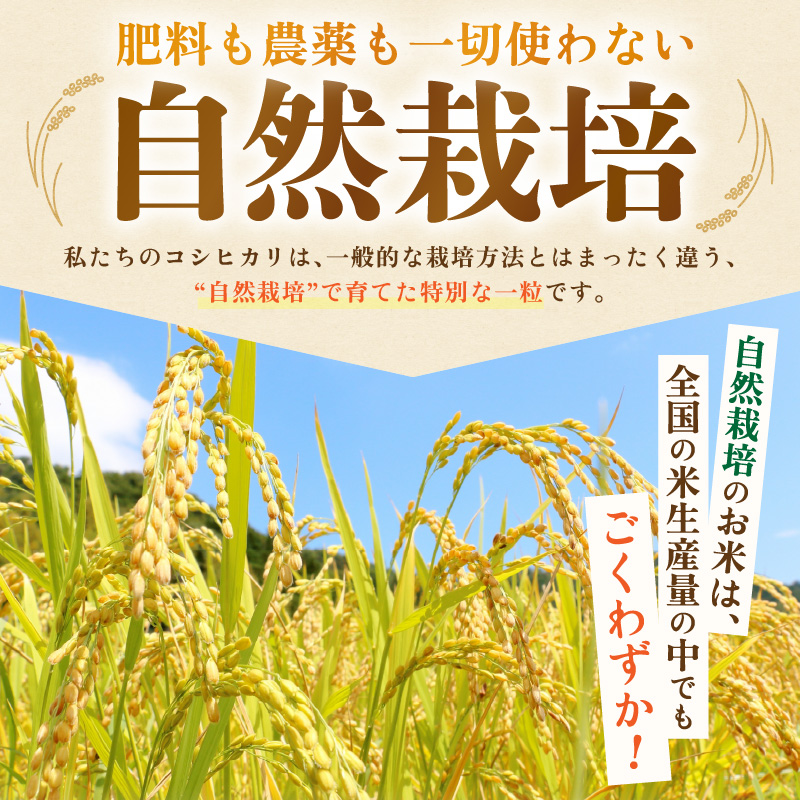 【先行予約】【令和8年産】コシヒカリ 精米 5kg 化学肥料 農薬不使用 自然栽培米 / 北陸 福井県産 あわら市 ブランド米 白米 お米 コメ ※2026年10月上旬以降順次発送予定 [aw138-b002]