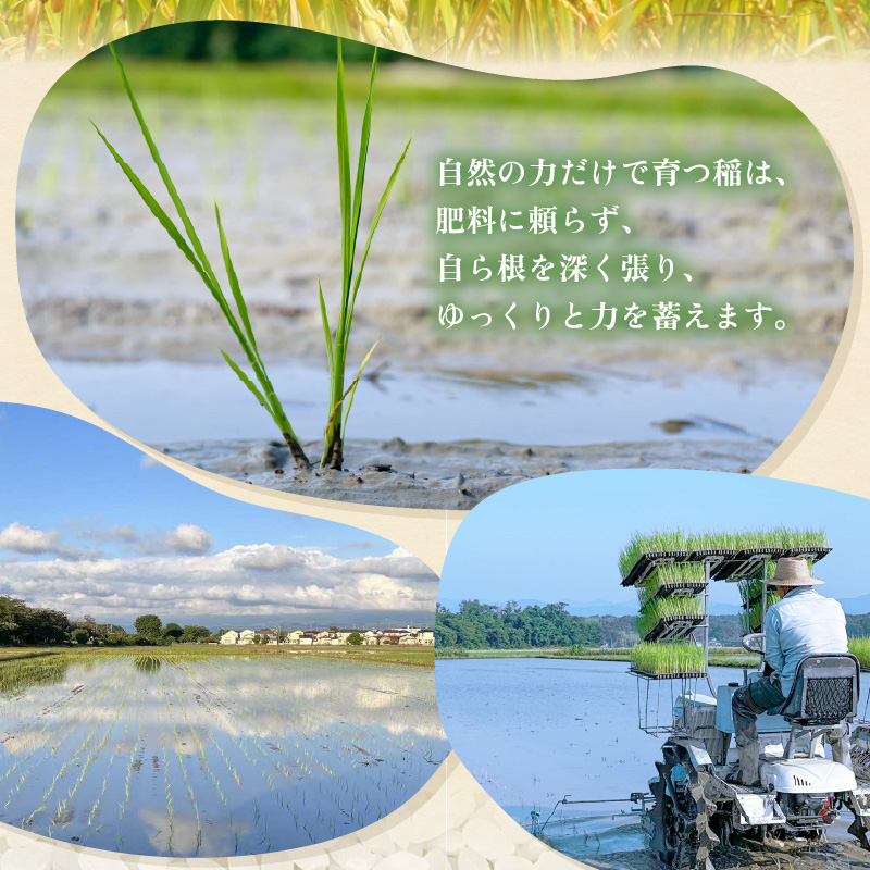 【先行予約】【令和8年産】コシヒカリ 精米 5kg 化学肥料 農薬不使用 自然栽培米 / 北陸 福井県産 あわら市 ブランド米 白米 お米 コメ ※2026年10月上旬以降順次発送予定 [aw138-b002]