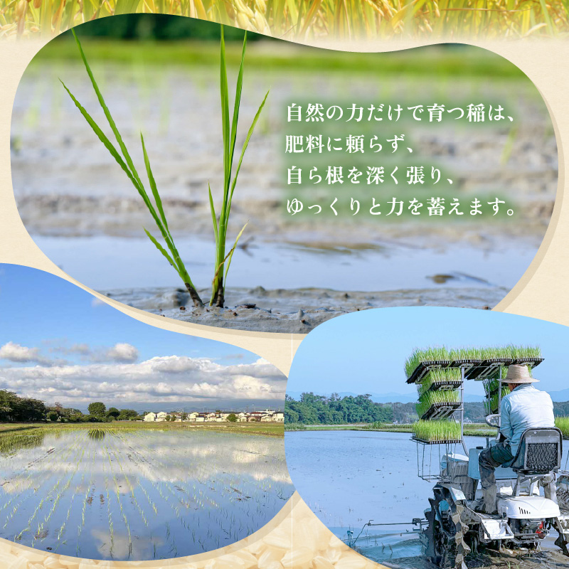 【先行予約】【令和8年産】【定期便】≪6ヶ月連続お届け≫ コシヒカリ 玄米 5kg×6回 （計30kg）化学肥料 農薬不使用 自然栽培米 / 北陸 福井県産 あわら市 ブランド米 玄米 お米 コメ ※2026年10月上旬以降順次発送予定 [aw138-k001]