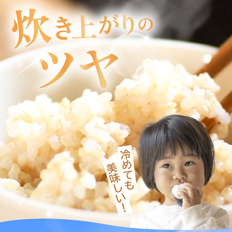 【先行予約】【令和8年産】【定期便】≪6ヶ月連続お届け≫ コシヒカリ 玄米 5kg×6回 （計30kg）化学肥料 農薬不使用 自然栽培米 / 北陸 福井県産 あわら市 ブランド米 玄米 お米 コメ ※2026年10月上旬以降順次発送予定 [aw138-k001]