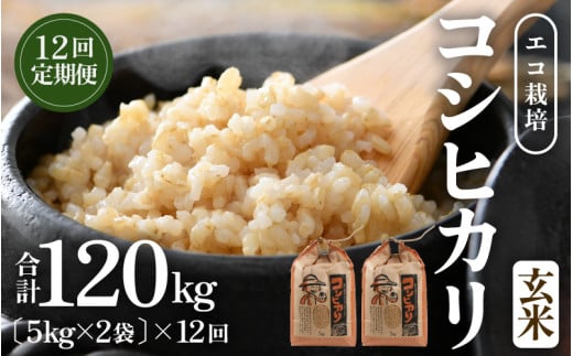 【先行予約】【令和8年産 新米】《定期便12回》エコ栽培コシヒカリ 玄米10kg（5kg×2袋）計120kg ／ 鮮度抜群 福井県産 こしひかり ご飯 新鮮 玄米 ※2026年10月上旬以降順次発送 [aw063-o011]