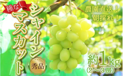 【先行予約】【種なし】上野梨園のシャインマスカット 約1kg【朝採れ】【秀品】 農園直送【上野の葡萄】 / ぶどう フルーツ 果物 くだもの 贈答 お土産 種なし 旬 皮ごと食べる 　美容 ぶどう狩り 巨峰に負けない 爽やかな甘さ 大粒 新鮮 朝採れ 厳選 ※2026年9月上旬より順次発送 [aw077-a011]