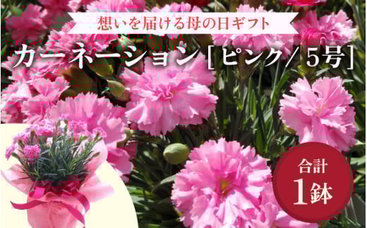 【25セット限定 先行予約】カーネーション ピンク 5号 鉢植え 生花 ＜数量限定！想いを届ける母の日ギフト＞ ※2026年5月6日～9日の間にお届け [aw062-a004]