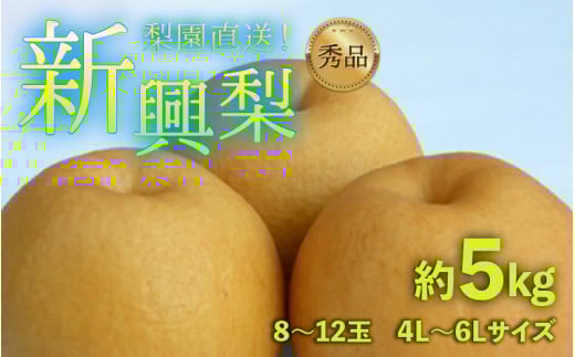 【先行予約】上野梨園の新興梨 8～12玉入 約5kg  4L～6L【秀品】《数量限定》梨園直送！ / 期間限定 果物 フルーツ 農家直送 シャキシャキ もぎたて 旬 お取り寄せ ※2026年10月上旬より順次発送 [aw077-a022]