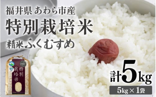 【先行予約】【令和8年産】化学肥料不使用 ふくむすめ 精米 5kg / 白米 米 福井県あわら市産 美味しい 特別栽培米 減農薬 安心な米 旨味 甘み もっちり 冷蔵保管米 ※2026年9月下旬以降発送予定 [aw010-a071]