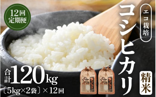 【先行予約】【令和8年産 新米】《定期便12回》エコ栽培コシヒカリ 白米10kg（5kg×2袋）計120kg ／ 鮮度抜群 福井県産 こしひかり ご飯 新鮮 白米 ※2026年10月上旬以降順次発送 [aw063-o012]