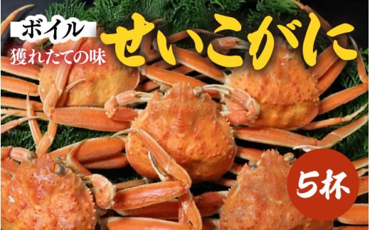 【先行予約】ボイルせいこがに 5杯 《 獲れたての味！》 ／期間限定 茹で ボイル 冷蔵 蟹 カニ 福井県 あわら市 海鮮 冬 旬 ※2026年11月中旬～2026年12月下旬の間で順次発送 [aw002-x001]