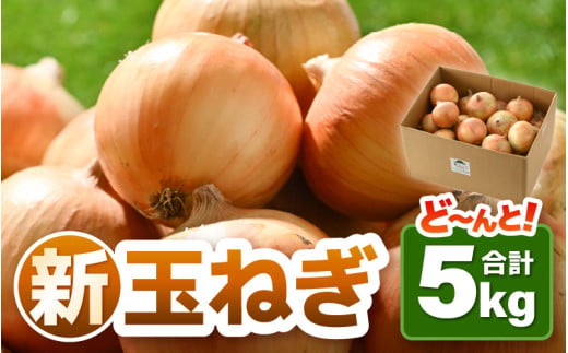 【先行予約】採れたて 新玉ねぎ 5kg（サイズ S M L ミックス）田んぼで育てた甘くて柔らか自慢の玉ねぎ！ ／ 野菜 万能 料理 常備 玉葱 BBQ たまねぎ 玉ネギ 甘い 2027年6月上旬以降順次発送予定 [aw056-a019]