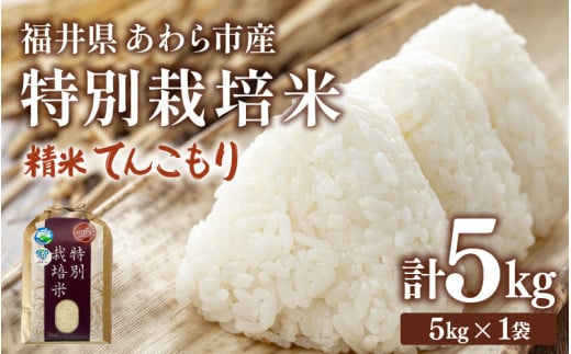 【先行予約】【令和8年産】化学肥料不使用 てんこもり 精米 5kg / 白米 米 福井県あわら市産 美味しい 特別栽培米 減農薬 安心な米 旨味 甘み もっちり 冷蔵保管米 ※2026年9月下旬以降発送予定 [aw010-a052]