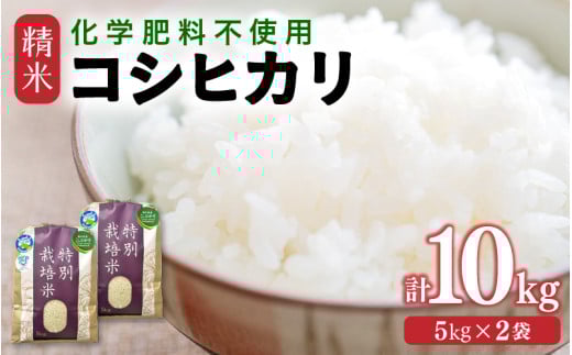 【令和7年産】 化学肥料不使用コシヒカリ 精米10kg（5kg×2袋） / 白米 米 福井県あわら市産 美味しい 特別栽培米 減農薬 安心な米 旨味 甘み もっちり エコファーマー こしひかり 冷蔵保管米 [aw010-b016]