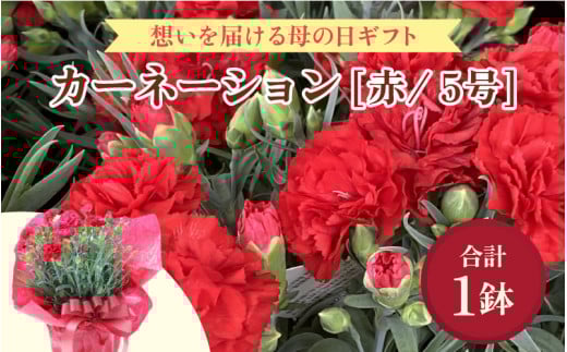 【25セット限定 先行予約】カーネーション 赤 5号 鉢植え 生花 ＜数量限定！想いを届ける母の日ギフト＞ ※2026年5月6日～9日の間にお届け [aw062-a003]