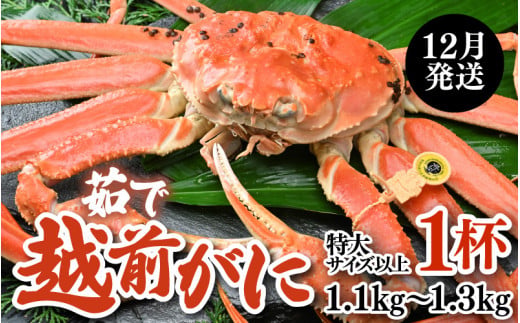【先行予約】【12月発送限定】茹で越前がに 1杯 1.1kg～1.3kg《新鮮！茹でたてを発送》／ 高級 福井 ブランド ズワイガニ 黄色タグ ボイル 冷蔵 蟹 カニ 期間限定【年内発送受付 12月23日まで】※2026年12月上旬～2026年12月25日で発送 [aw002-x004_12]
