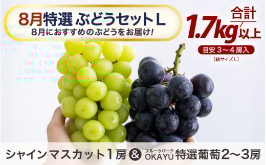 【先行予約】8月特選 ぶどうセットL 1.7kg以上（3～4房）／ 葡萄 シャインマスカット シャイン 品種 おまかせ あわら 農家おすすめ ※2026年8月より順次発送 [aw007-b002]