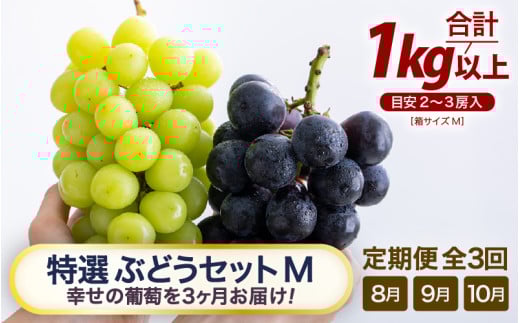 【先行予約】【訳あり】＜全3回定期便＞特選 ぶどうセットM（8月・9月・10月）1kg以上（各月2～3房）／ 葡萄 ナガノパープル シャインマスカット ゴールデン シャイン 品種 おまかせ あわら 農家おすすめ ※2026年8月より順次発送 [aw007-d001]