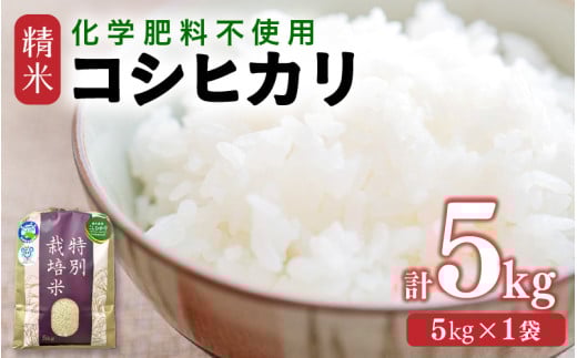 【令和7年産】 化学肥料不使用コシヒカリ  精米5kg（5kg×1袋） / 白米 米 福井県あわら市産 美味しい 特別栽培米 減農薬 安心な米 旨味 甘み もっちり エコファーマー こしひかり 冷蔵保管米 [aw010-a030]