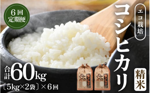 【先行予約】【令和8年産 新米】《定期便6回》エコ栽培コシヒカリ 白米10kg（5kg×2袋）計60kg ／ 鮮度抜群 福井県産 こしひかり ご飯 新鮮 白米 ※2026年10月上旬以降順次発送 [aw063-k010]