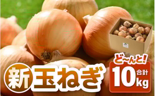 【先行予約】採れたて 新玉ねぎ 10kg（サイズ S M L ミックス）田んぼで育てた甘くて柔らか自慢の玉ねぎ！／ 常備 野菜 玉葱 たまねぎ 玉ネギ 甘い ※2026年6月以降順次発送予定 [aw056-a020]