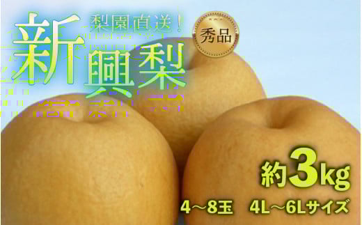 【先行予約】上野梨園の新興梨 約3kg 4L～6L【秀品】《数量限定》梨園直送！ / 期間限定 果物 フルーツ 農家直送 シャキシャキ もぎたて 旬 お取り寄せ ※2026年10月上旬より順次発送 [aw077-a026]