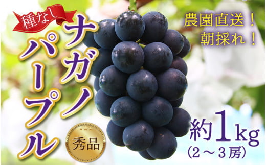 【先行予約】【種なし】上野梨園のナガノパープル 約1kg 【朝採れ】【秀品】農園直送【上野の葡萄】 / ぶどう フルーツ 果物 くだもの 贈答 お土産 種なし 旬 皮ごと食べる ポリフェノール 美容 レスベラトロール ぶどう狩り 巨峰  甘い 大粒 新鮮 濃厚 ※2026年8月下旬より順次発送 [aw077-a023]
