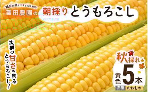 【先行予約】秋とうもろこし 5本 おおもの 黄色 朝採り ／ 期間限定 数量限定 ハウス栽培 産地直送 甘い スイートコーン とうもろこし 野菜 あわら ※2026年10月10日より順次発送 [aw039-a013]