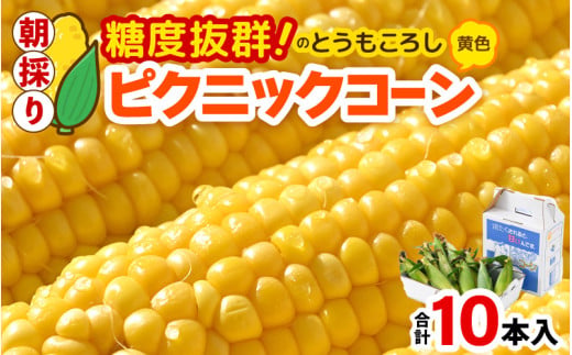 【先行予約】朝採り ピクニックコーン 黄色 10本入《生でも食べれる！希少品》 ／ 野菜 とうもろこし スイートコーン ※2026年6月上旬以降順次発送 [aw028-a007]