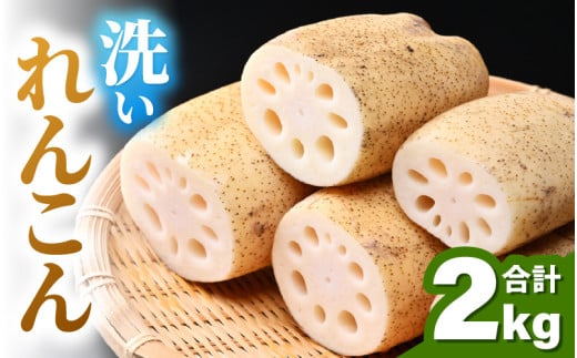 【先行予約】洗いれんこん 2kg 《発送直前に収穫してお届け！》 シャキっとした歯触り！ ／ 有機肥料 低農薬 蓮根 レンコン 野菜 根菜 正月【2026年11月中旬以降順次発送予定】 [aw056-a012]