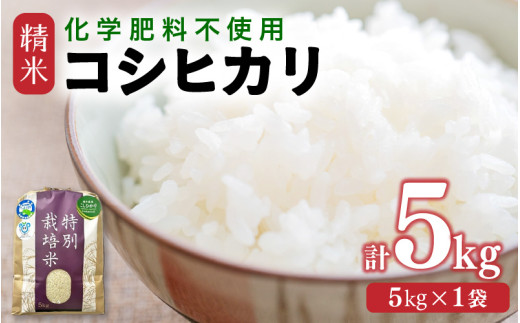 【令和7年産】 化学肥料不使用コシヒカリ  精米5kg（5kg×1袋） / 白米 米 福井県あわら市産 美味しい 特別栽培米 減農薬 安心な米 旨味 甘み もっちり エコファーマー こしひかり 冷蔵保管米 [aw010-a030]