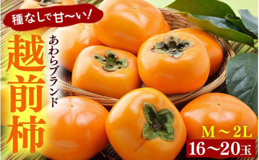 【先行予約】越前柿 16～20玉入 M～2L 《種なしで食べやすく甘い！》 あわらブランド ／ 期間限定 果物 フルーツ 産地直送 旬 お取り寄せ ※2026年10月中旬以降順次発送 [aw003-a006]