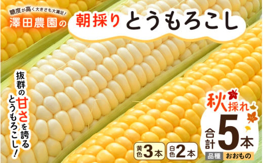 【先行予約】秋とうもろこし 黄色 白色 計5本 おおもの 朝採り ／ 期間限定 数量限定 ハウス栽培 産地直送 甘い ミックス スイートコーン 白い とうもろこし ホワイトコーン 野菜 あわら ※2026年10月10日より順次発送 [aw039-a014]