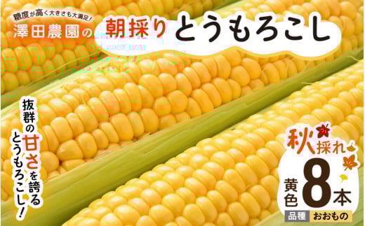 【先行予約】秋とうもろこし 8本 おおもの 黄色 朝採り ／ 期間限定 数量限定 ハウス栽培 産地直送 甘い スイートコーン とうもろこし 野菜 あわら ※2026年10月10日より順次発送 [aw039-a011]